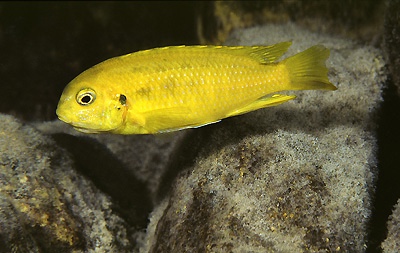 Tropheops sp. 'chilumba' Chitande Island
